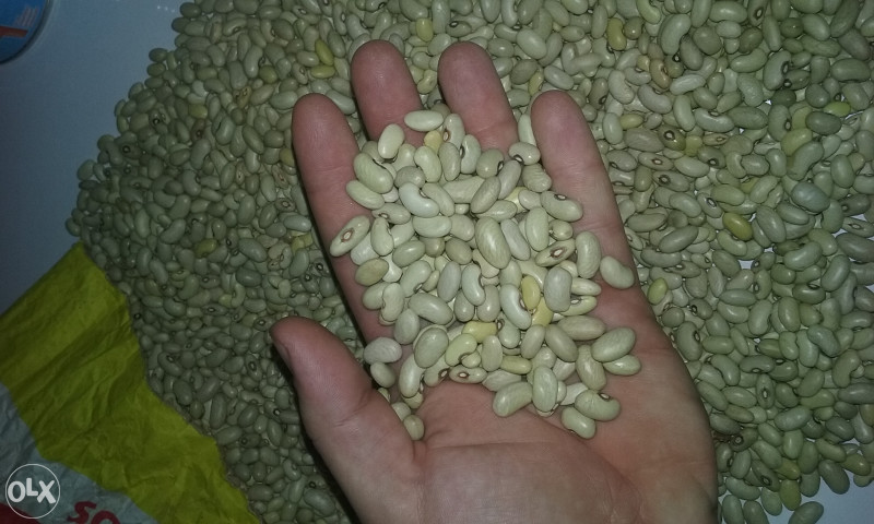 Grah pasulj zeleni Zdrava hrana
