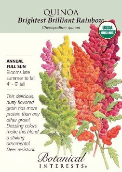 Quinoa ` Brightest Brilliant Rainbow `/ 100 semenki