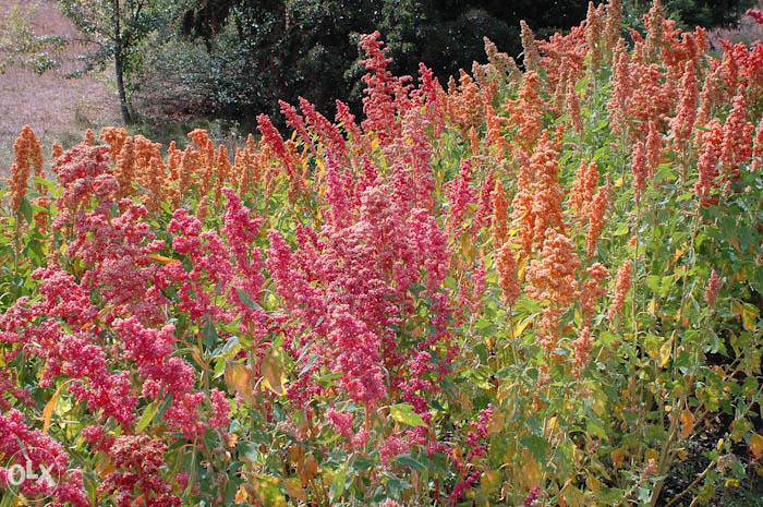 Quinoa ` Brightest Brilliant Rainbow `/ 100 semenki