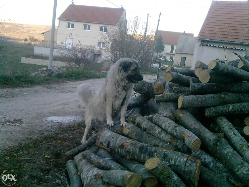 Sarplaninac (azijat,kangal) Psi i Štenad