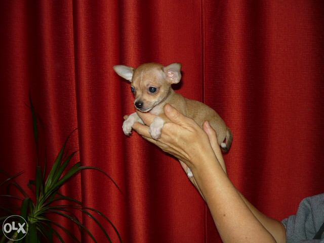 civava civave mini chihuahua
