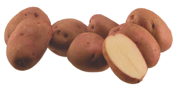 AGRICO SJEMENSKI KROMPIR "RUDOLPH" RUDOLF