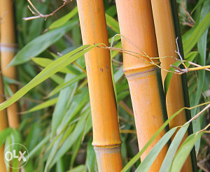 Zlatni bambus, phyllostachys bamboo aurea (visoki)