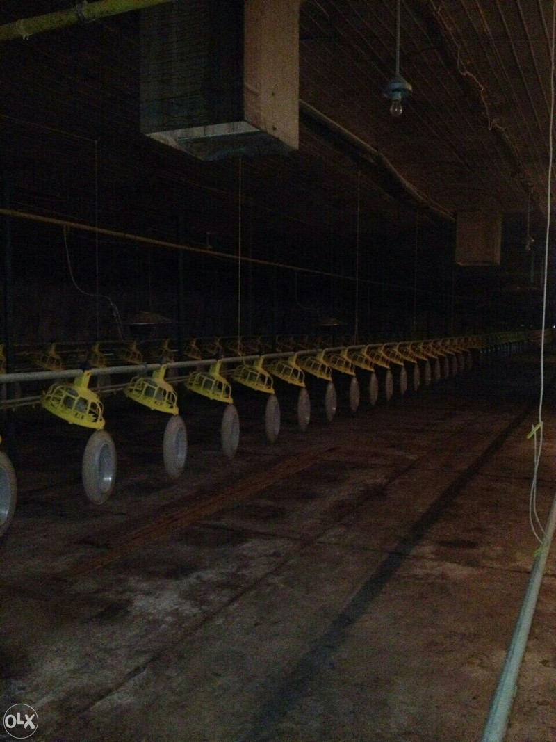 Farma koka nosilja i tov pilica