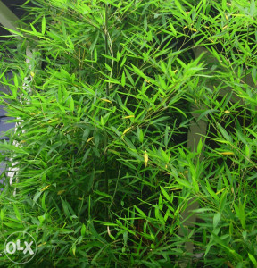 Bambus Phyllostacys aurea