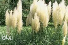 Pampas trava perjanice