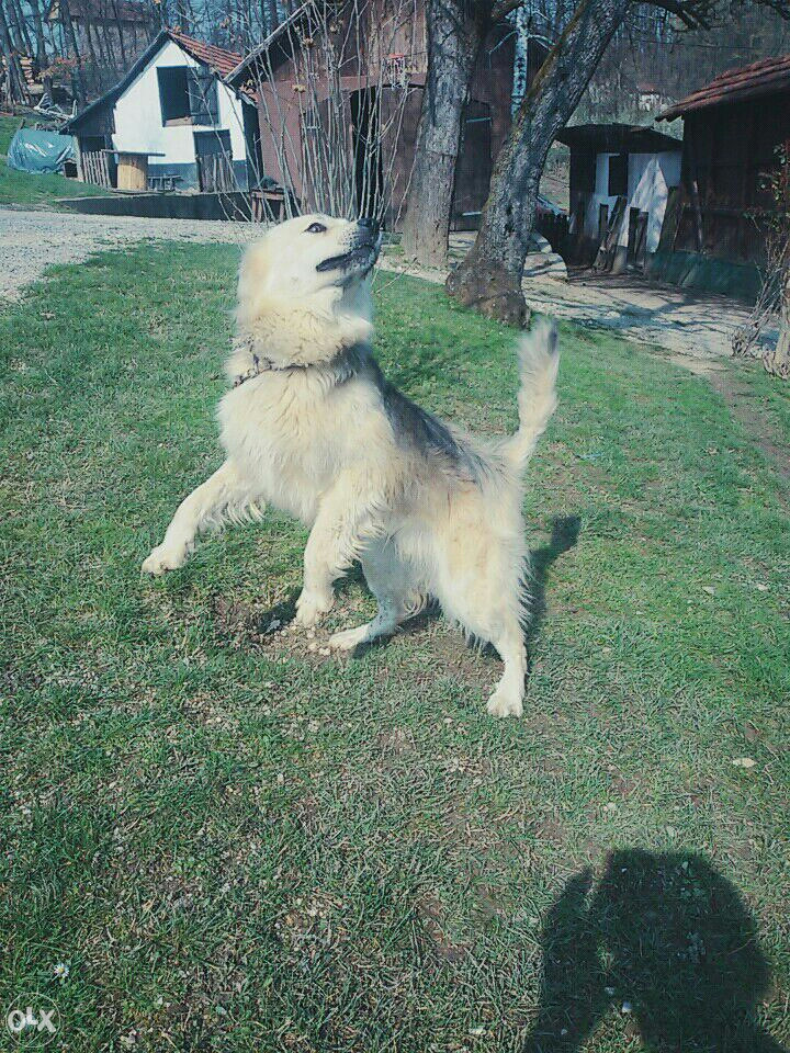 Pas mjesanac sibirski haski sarplaninac Psi i Štenad