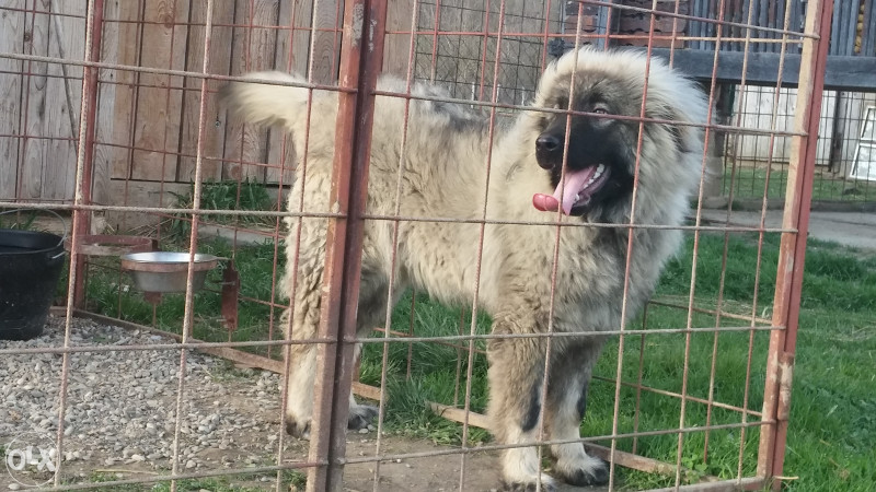 Pas Sarplaninac Sarplaninac Karabas Veliki Sarplaninac ŠTENCI