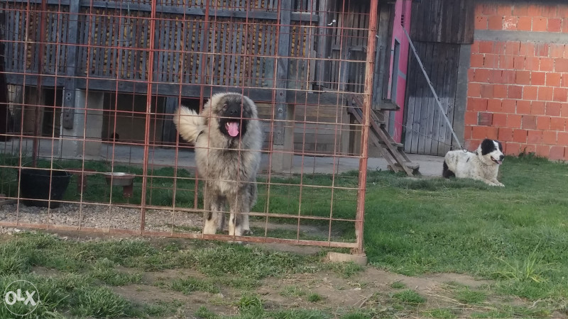 Jozo Sarplaninci SARPLANINAC KARABAS STENE-NAJLJEPSI NA PIKU Psi I