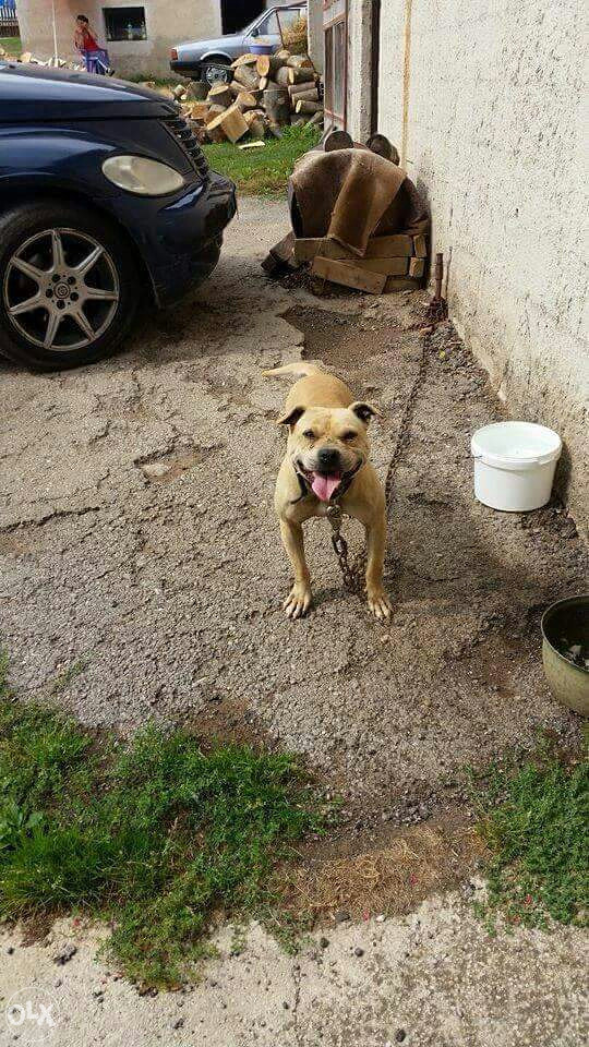 POKLANJAM PIT BULL