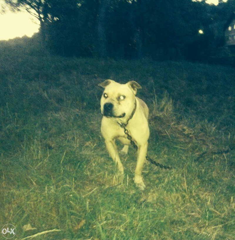 POKLANJAM PIT BULL