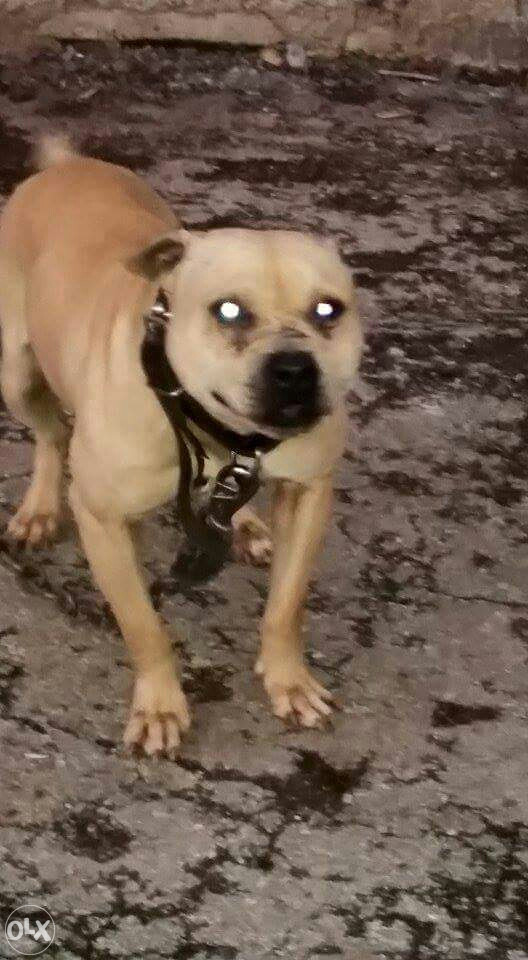 POKLANJAM PIT BULL
