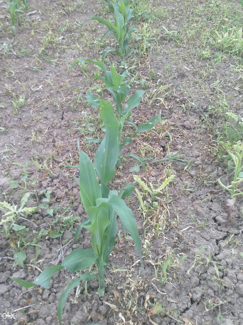 Herbicid NOVOVEL ( MOTIVEL )