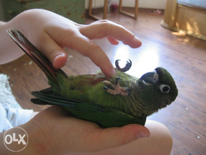 Papagaj ručno hranjene Braunouhe konure