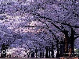 Paulovnija paulownia sadnice