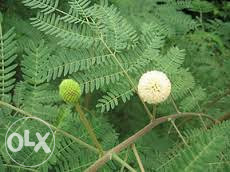 Bijela albicija, mimoza (leuceana leucocephala)