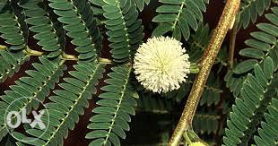 Bijela albicija, mimoza (leuceana leucocephala)