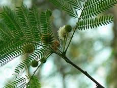 Bijela albicija, mimoza (leuceana leucocephala)