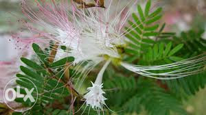 Bijela albicija, mimoza (leuceana leucocephala)