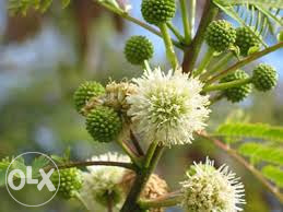 Bijela albicija, mimoza (leuceana leucocephala)