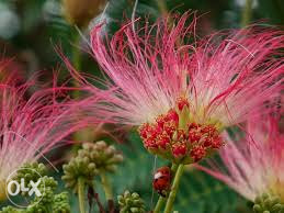Crvena albicija (albizia) kineska mimoza sadnice