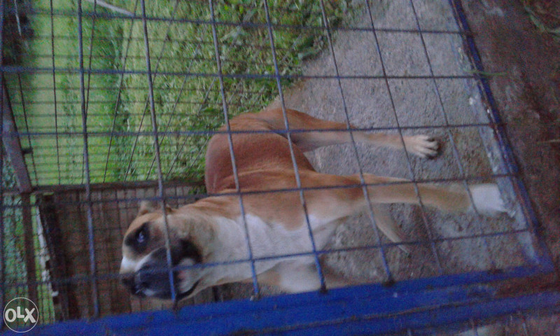 poklanjam stene pit bulla