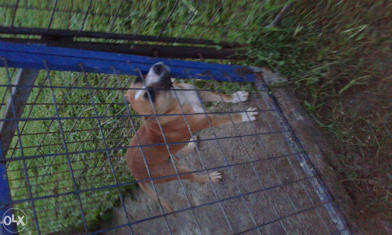 poklanjam stene pit bulla